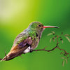 The birder's choice: how to select the right pentax binoculars for birdwatching