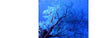 Image of Feature 4 Second Image