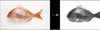 Image of Feature 5 Second image