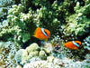Image of Feature 2